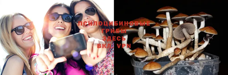 Псилоцибиновые грибы Psilocybine cubensis  купить закладку  ОМГ ОМГ как войти  Менделеевск 